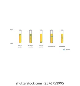 Diagram showing oxgen requirements of prokaryotes - aerobe, facultative and obligate anaerobe, microaerophile. Simple schematic microbiology illustration.