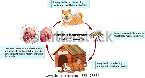 Diagram\
showing parasitic heartworm in dog\
illustration