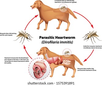 Diagram showing parasitic heartworm illustration