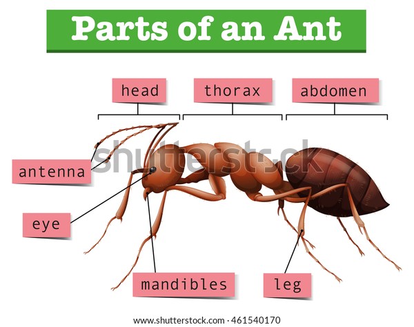 Diagram Showing Parts Ant Illustration Stock Vector (Royalty Free ...