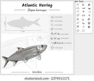 Diagram showing parts of a Atlantic herring. Atlantic herring infographic template. anatomy, identification and description. Can be used for topics like biology, zoology.