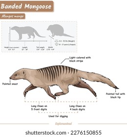 Diagram showing parts of a Banded mongoose.
infographic about Banded mongoose anatomy, identification and description.
Can be used for topics like biology, zoology.