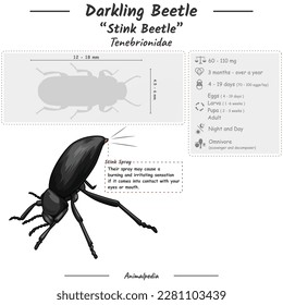 Diagram showing parts of a Beetle. infographic about Darkling Beetle or stink beetle. anatomy, identification and description. Can be used for topics like biology, zoology. 