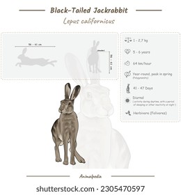 Diagram showing parts of a Black-Tailed Jackrabbit. infographic about Black-Tailed Jackrabbit. anatomy, identification and description. Can be used for topics like biology, zoology. 