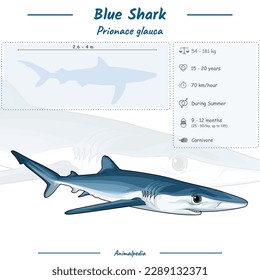 Diagram showing parts of a Blue Shark. Infographic about Blue Shark. Anatomy, identification and description. Can be used for topics like biology, zoology.