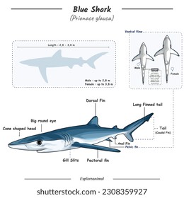 Abbildung zeigt Teile eines Blauen Hais. Anatomie, Identifikation und Beschreibung. Kann für Themen wie Biologie, Zoologie verwendet werden.