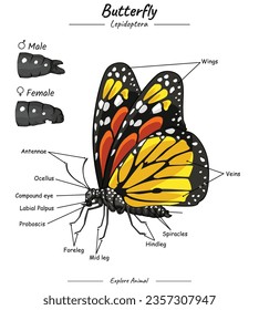 Diagrama que muestra partes de una mariposa. Partes del cuerpo de la mariposa. educación en ciencias de la biología