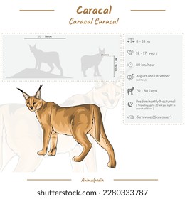 Diagram showing parts of a Caracal . infographic about Caracal. Anatomy, identification and description. Can be used for topics like biology, zoology.