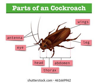 Diagram showing parts of cockroach illustration