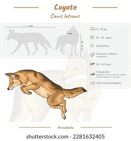 Diagram showing parts of a coyote. infographic about coyote. anatomy, identification and description. Can be used for topics like biology, zoology.