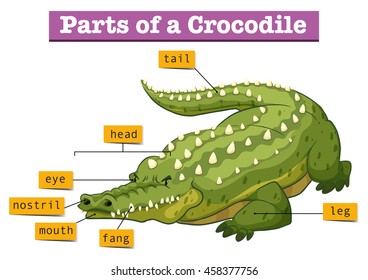 Diagram showing parts of crocodile illustration