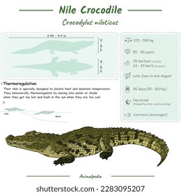 Diagram showing parts of a crocodile. infographic about Nile crocodile. anatomy, identification and description. Can be used for topics like biology, zoology.