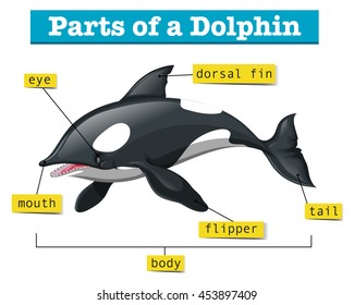 Diagram Showing Parts Dolphin Illustration Stock Vector (Royalty Free ...