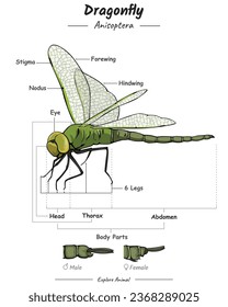 Abbildung zeigt Teile von Drachenfliegen. äußere Anatomie des Drachenfliegens. für die Biologie-naturwissenschaftliche Ausbildung