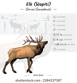 Diagram showing parts of a Elk. Elk  infographic template. anatomy, identification and description. Can be used for topics like biology, zoology.