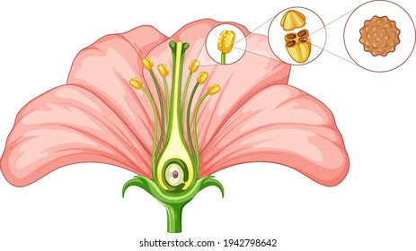 Diagram showing parts of flower illustration