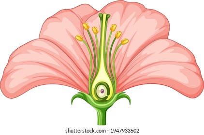 Diagram showing parts of flower illustration