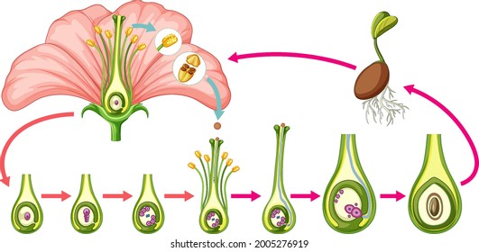 Diagram showing parts of flower illustration