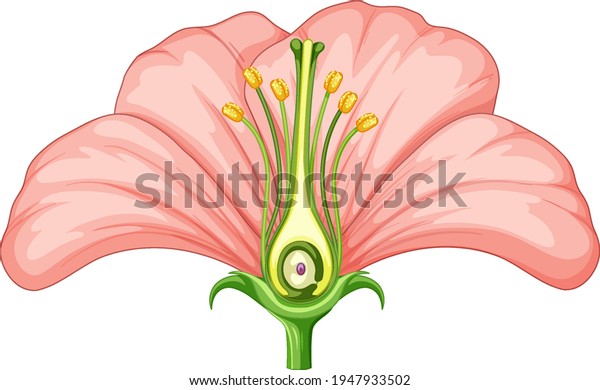 Diagram Showing Parts Flower Illustration Stock Vector (Royalty Free ...