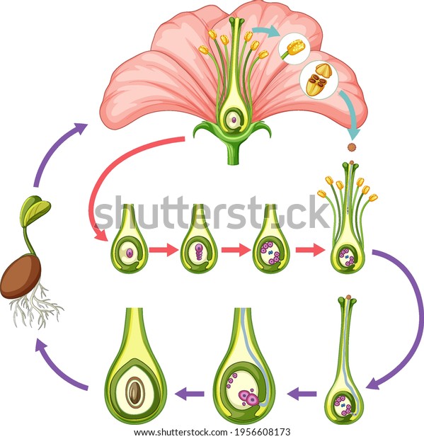 Diagram showing\
parts of flower\
illustration