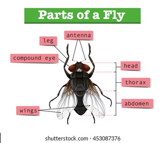 Diagram showing parts of fly illustration