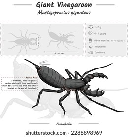 Diagrama que muestra partes de un escorpión de látigo gigante. infografía sobre anatomía, identificación y descripción del escorpión de látigo gigante. Se puede usar para temas como biología, zoología. 