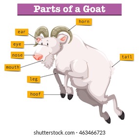 Diagram Showing Parts Goat Illustration Stock Vector (Royalty Free ...