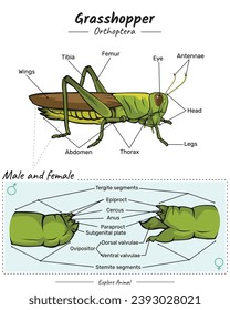 Diagram showing parts of a grasshopper. Anatomy male and female of grasshopper. for biology science education