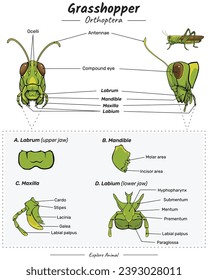 Diagram showing parts of a grasshopper. Parts of grasshopper head. for biology science education