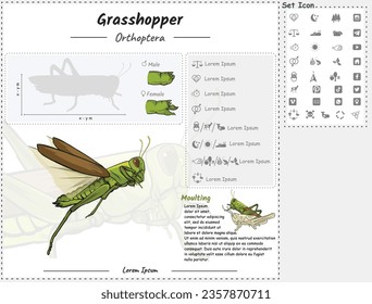 Diagram showing parts of a Grasshopper. Grasshopper infographic template. anatomy, identification and description. Can be used for topics like biology, zoology.