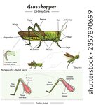 Diagram showing parts of a grasshopper. Parts of grasshopper leg and body. for biology science education
