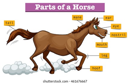 Diagram showing parts of horse illustration