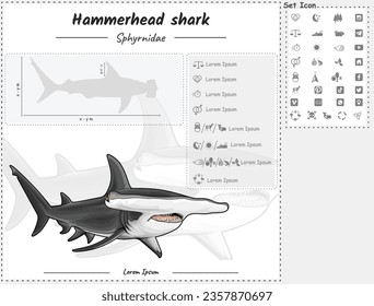 Diagram showing parts of a Hummer head shark . Hummer head shark infographic template. anatomy, identification and description. Can be used for topics like biology, zoology.