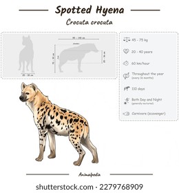 Diagram showing parts of a Hyena. infographic about Spotted Hyena. anatomy, identification and description. Can be used for topics like biology, zoology.