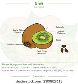 Diagram showing parts of Kiwi Fruit. vector, ready to use, ready to print, easy to edit.