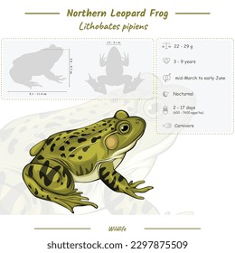 Diagram showing parts of a Leopard Frog. infographic about Leopard Frog anatomy, identification and description. Can be used for topics like biology, zoology.