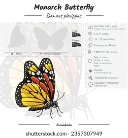 Diagrama que muestra partes de una mariposa monarca. Plantilla infográfica de mariposa monarca. anatomía, identificación y descripción. Se puede usar para temas como biología, zoología.