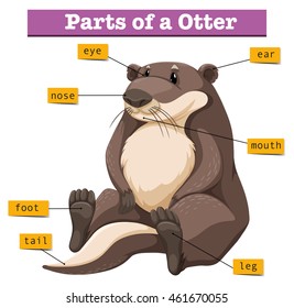 Diagram showing parts of otter illustration
