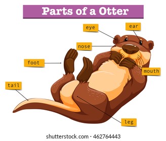 Diagram showing parts of otter illustration