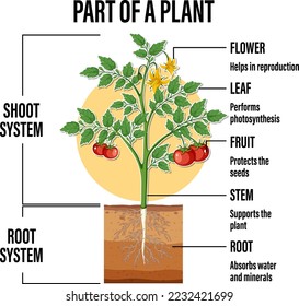 Diagram showing parts of a plant illustration