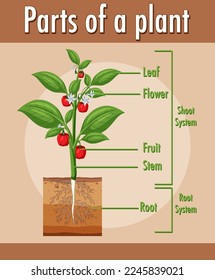 Diagram showing parts of a plant illustration