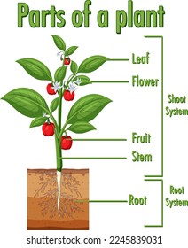 Diagram showing parts of a plant illustration