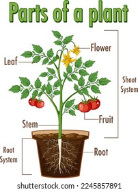 Diagram showing parts of a plant illustration