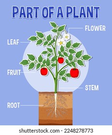 Diagram showing parts of a plant illustration