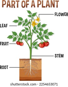 Diagram showing parts of a plant illustration