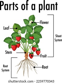 Diagram showing parts of a plant illustration