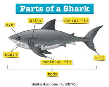 Diagram showing parts of shark illustration