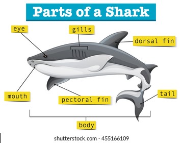Diagram showing parts of shark illustration