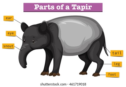 Diagram showing parts of tapir illustration