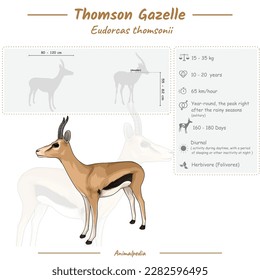 Diagram showing parts of a Thompson Gazelle. infographic about Thompson Gazelle. anatomy, identification and description. Can be used for topics like biology, zoology.